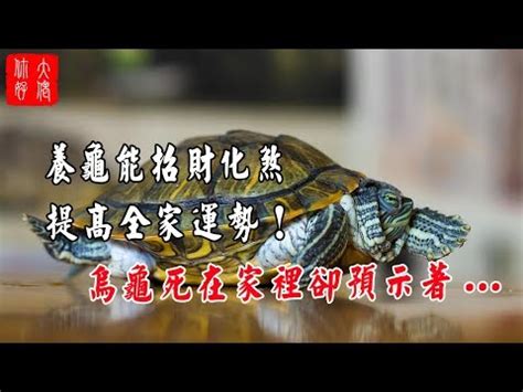 烏龜 招財|【風水與龜】家中養烏龜最招財 